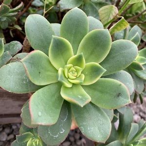 Meet your Posher, Dennis